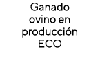 Ganado ovino en producción ECO