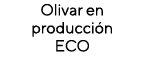 Olivar en producción ECO