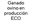 Ganado ovino en producción ECO