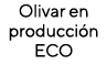 Olivar en producción ECO