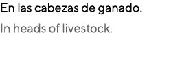 En las cabezas de ganado. In heads of livestock.